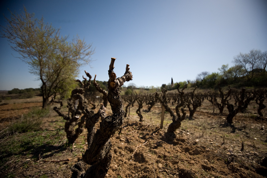 The oldest root stock, being more than 100 years old, stands bare in the spring sun in the small southern French village of Douzens, March 21, 2009. /© Cody Williams.